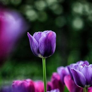 Meet your Posher, Lily